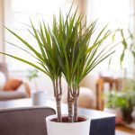 Dracaena all'interno