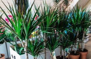 Come far rivivere una dracena