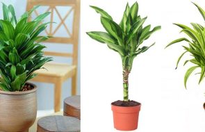 Perché la Dracaena non cresce