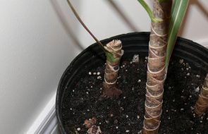 Come piantare la dracena
