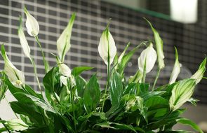 Lo Spathiphyllum è velenoso o no?