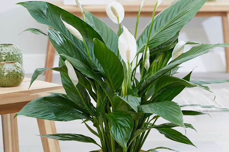 Fiore di Spathiphyllum Spatifillo