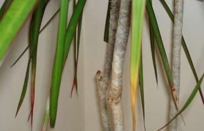 Perché le punte delle foglie della dracena si seccano?