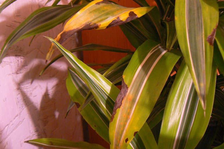Le punte della dracena si stanno seccando