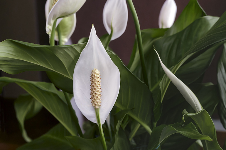 Lo Spathiphyllum è velenoso