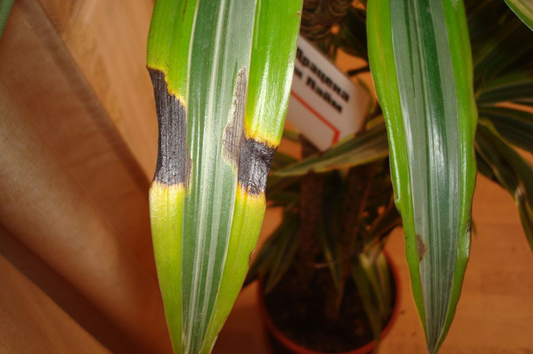 La dracena diventa gialla
