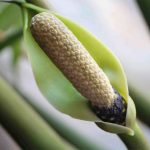 Zamioculcas in fiore
