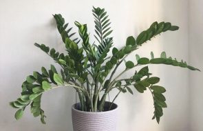 Foglie di Zamioculcas