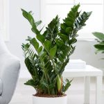 Albero del dollaro Zamioculcas