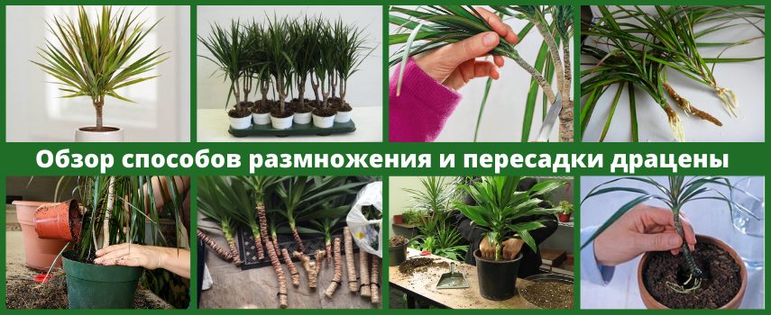 Trapianto di dracena Trapianto di dracena