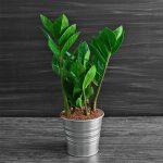 Fiore di Zamioculcas