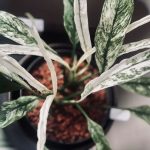 Spathiphyllum Angel Baby