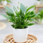 Spathiphyllum Bellini