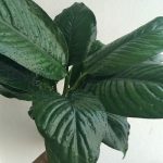 Spathiphyllum Black Beauty