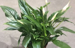 Spathiphyllum Cupido
