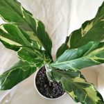 Spathiphyllum Deli