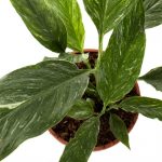 Spathiphyllum Diamond