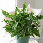 Spathiphyllum Domino