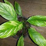 Spathiphyllum Gaiti