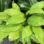 Spathiphyllum Lemon Glow