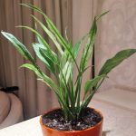 Spathiphyllum New One