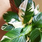 Spathiphyllum Picasso