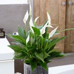 Spathiphyllum Quatro
