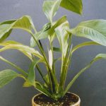 Spathiphyllum Schlechteri