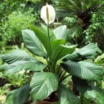 Sensazione di Spathiphyllum