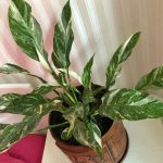 Spathiphyllum Silver Rain