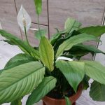 Spathiphyllum Spilt Milk clone a foglie strette