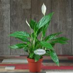 Spathiphyllum Sweet Chiko