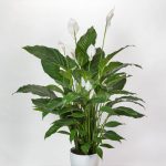 Spathiphyllum dolce Sebastiano