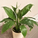 Spathiphyllum Sweet Silvio