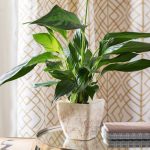Spathiphyllum Vivaldi