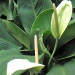 Spathiphyllum cannifolium