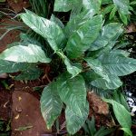 Spathiphyllum cannifolium Polvere d'argento