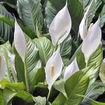 Spathiphyllum cochlearispathum