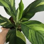 Spathiphyllum cochlearispathum Sunny Sails