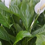 Spathiphyllum floribundum