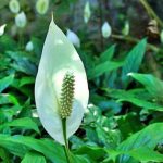 Spathiphyllum heliconiifolium