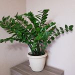 Zamioculcas sulla cassettiera