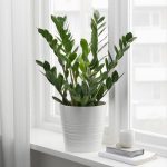 Zamioculcas sulla finestra