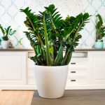 Zamioculcas all'interno