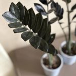 Zamioculcas nera