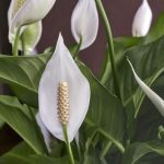 Spathiphyllum in fiore