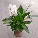 Fiore di Spathiphyllum