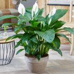 Fiore di Spathiphyllum all'interno