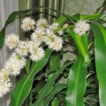 Dracena profumata in fiore