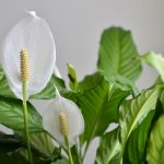Spatifillo in fiore